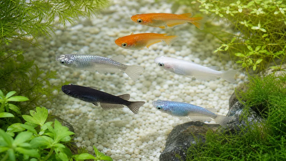 水草水槽で泳ぐ楊貴妃、幹之、白、黒、青のメダカ