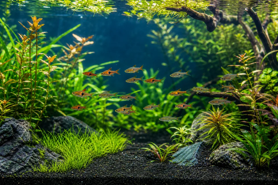 水草の間をまとまって泳ぐ小型魚の群れと広い遊泳スペースを残した淡水水槽